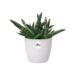 brussels rund mini 10,5cm weiss